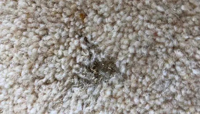 چرا فرش بید می زند