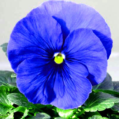 بذر گل بنفشه آبی