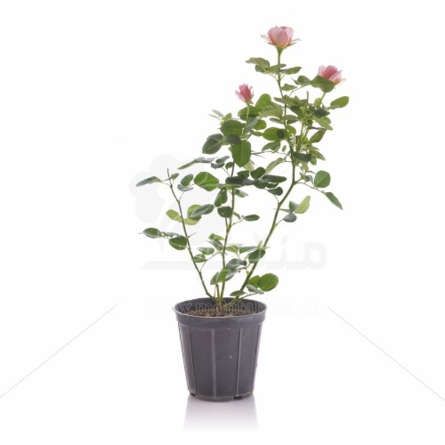 گل رز هلندی ارتفاع 40 سانتیمتر
