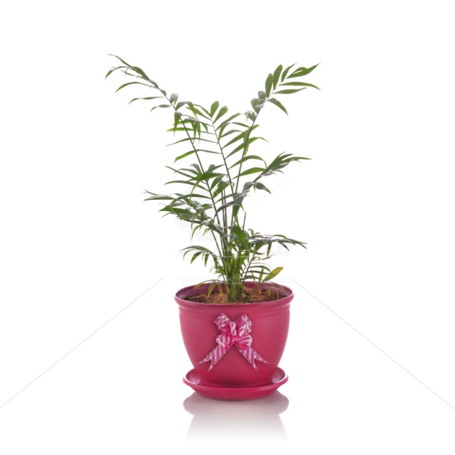 گیاه آپارتمانی شامادورا در گلدان پلاستیکی 3020