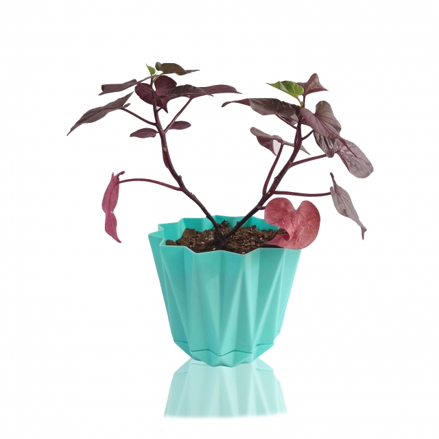 گیاه آپارتمانی ایپومیا در گلدان پلاستیکی طرح لوزی ارتفاع 25 سانتی متر