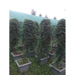 گیاه فضای باز ژونی پروس