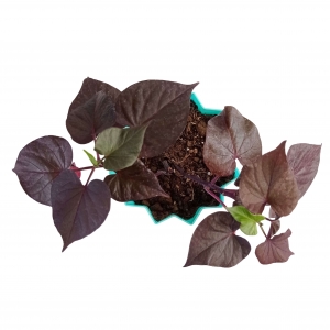 گیاه آپارتمانی ایپومیا در گلدان پلاستیکی طرح لوزی ارتفاع 25 سانتی متر