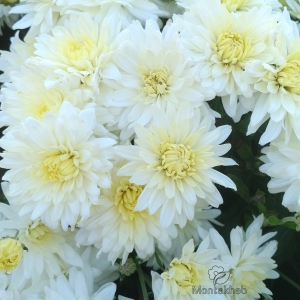 گل داوودی سفید