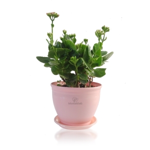 گیاه آپارتمانی کالانکوآ در گلدان پلاستیکی مدل 3015
