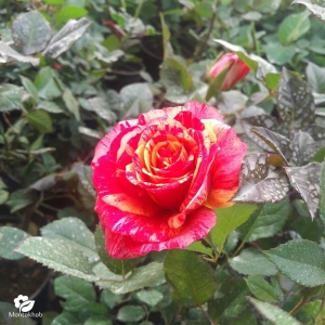 گل رز هلندی ارتفاع 40 سانتیمتر