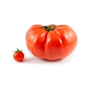 بذر گوجه فرنگی 500 گرمی