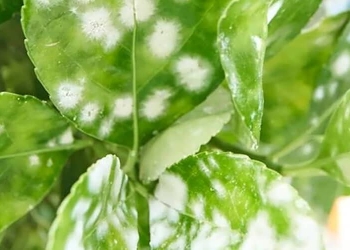 بیماری قارچی سفیدک پودری گیاهان آپارتمانی