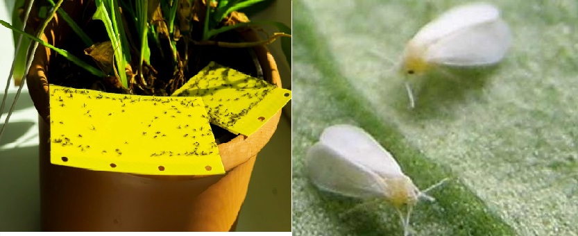 درمان مگس سفید گیاه