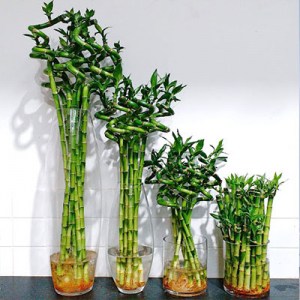 بامبو سبز در گلدان شیشه ای