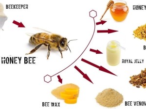 Bee's Bounty: A Honeycomb of Useful Products