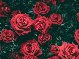 همه چیز درباره گل رز