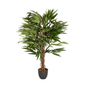 گیاه آپارتمانی فیکوس