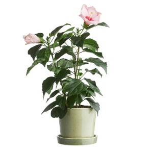 گلدان سفالی لعابدار