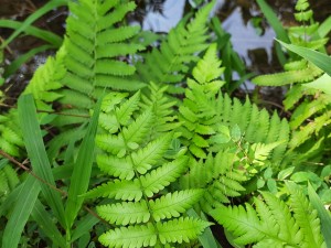 راهنمای کامل نگهداری و تکثیر گیاه سرخس در خانه و باغچه