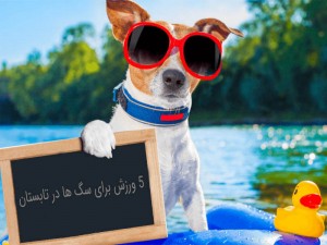 پنج ورزش برای سگ ها در تابستان