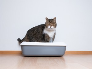9 راهکار طلایی برای آموزش مکان دستشویی به گربه