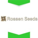 روزن سیدز- هلند