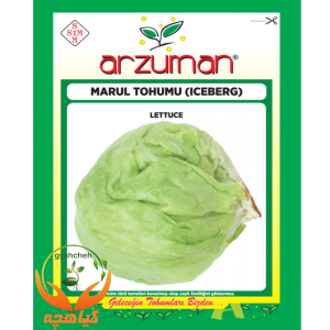بذر کاهو پیچ (آیس برگ) آرزومان | Arzuman