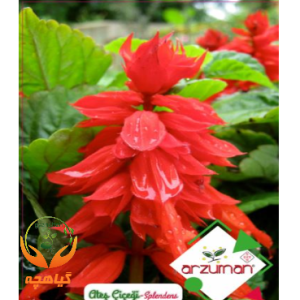 بذر مریم گلی آتشین آرزومان | Arzuman