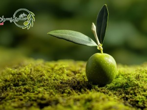 زیتون؛ طلای سبز سفره‌ها و فواید تغذیه‌ای آن