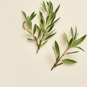 روغن درخت چای مخصوص پوست صورت