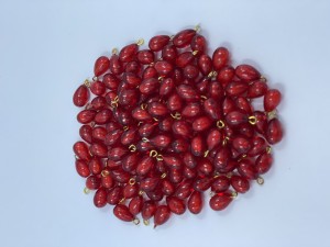 دانه انار
