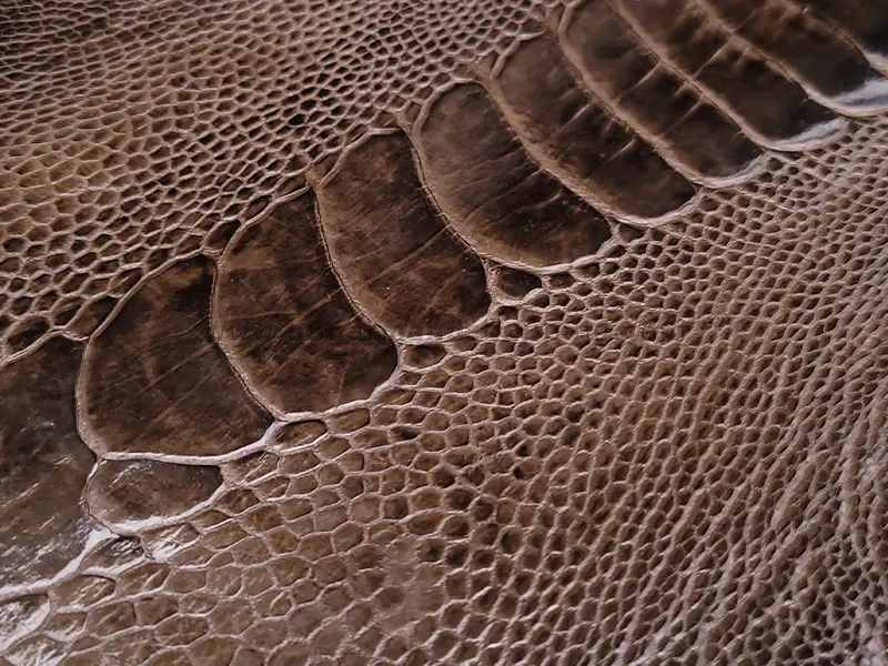 چرم ساق پای شترمرغ رنگ قهوه ای