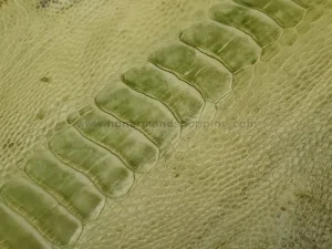 چرم ساق پای شترمرغ رنگ سبز مغز پسته ای