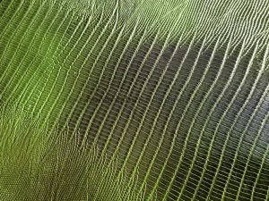 چرم گاوی طرح لیزارد رنگ سبز لجنی