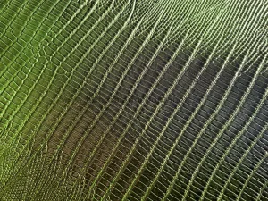 چرم گاوی طرح لیزارد رنگ سبز لجنی