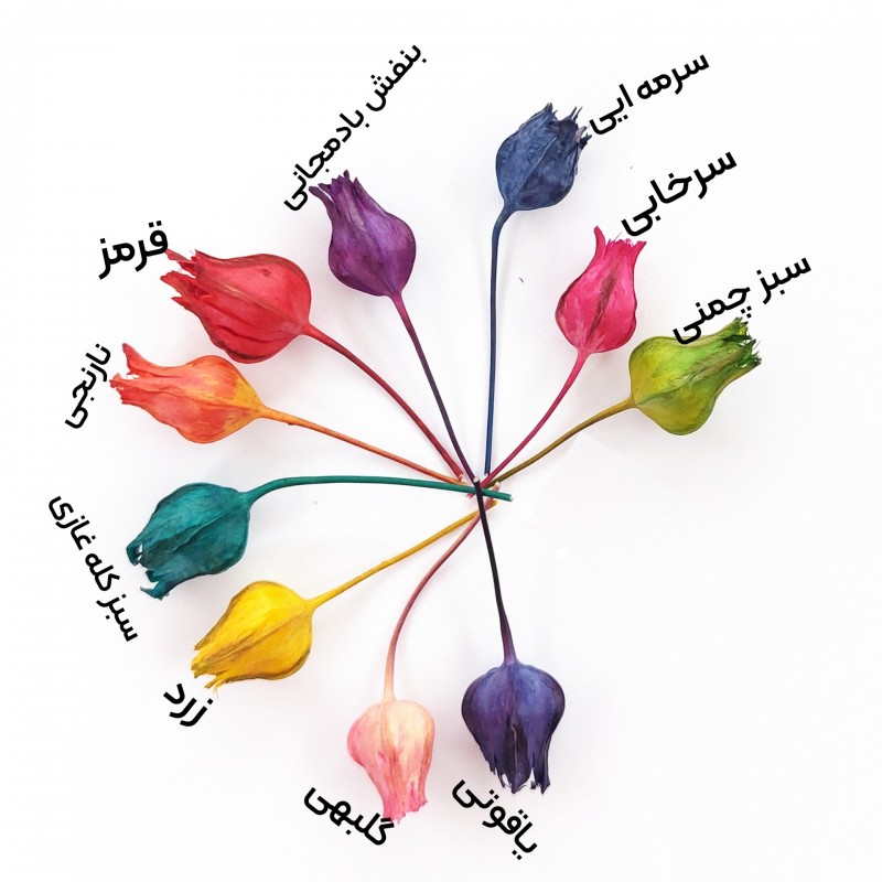 گل خشک جغجغه(بسته 20 عددی)