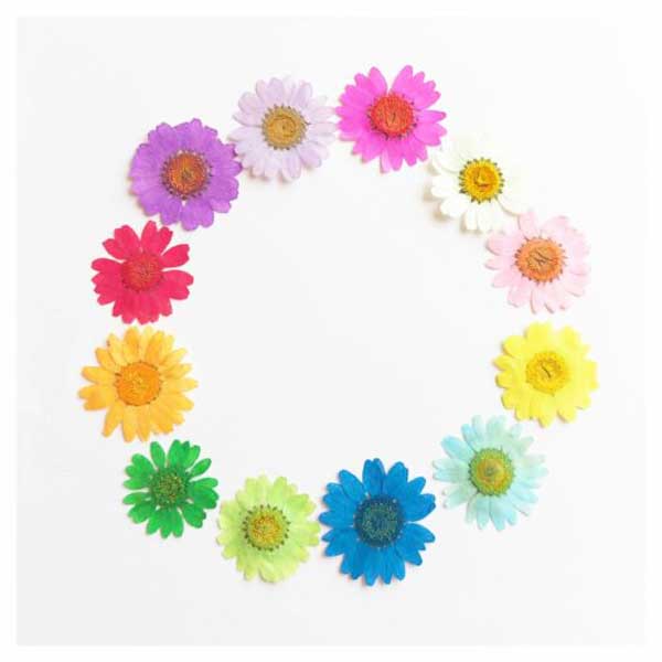 گل خشک بابونه پرس شده  وارداتی(بسته 5 عددی)