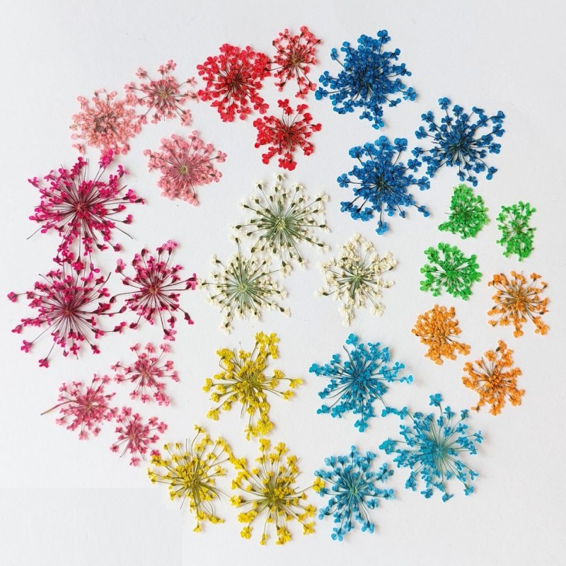 گل خشک شوکران وارداتی (بسته 5 عددی)