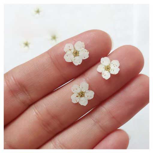 گل خشک اسپیره (بسته 10 عددی)