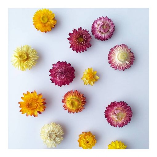 گل خشک مینا (بسته ی ۵ عددی)