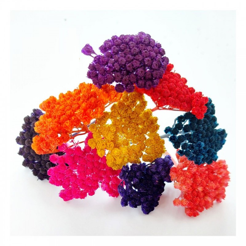 گل خشک بومادران