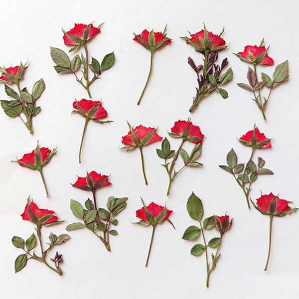 گل خشک غنچه ساناز پرس شده سرخابی (۵ عددی)