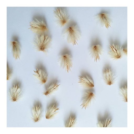 گل خشک قاصدک وحشی (بسته۵تایی)