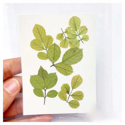 برگ خشک ساناز(بسته ۵ عددی)