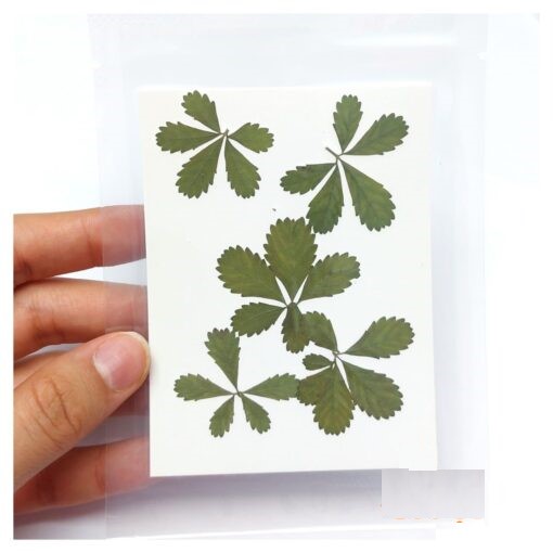 برگ خشک پنج پر(۵ عددی)