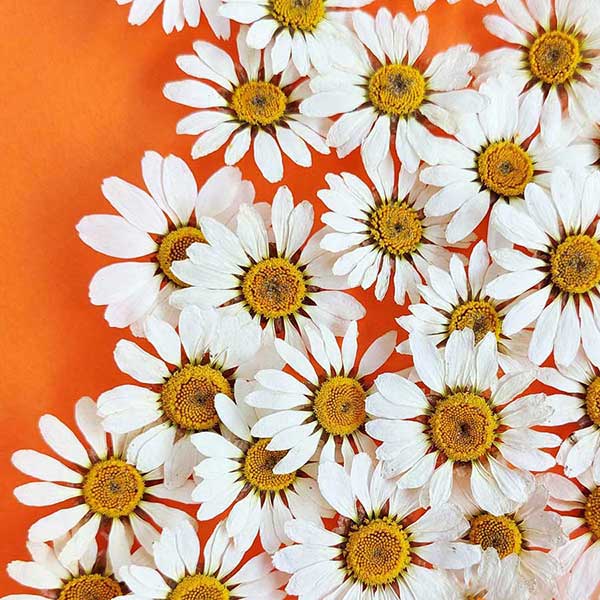 گل خشک بابونه ایرانی،مارگریت (۵ عددی)