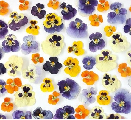 گل خشک بنفشه (۱۰ عددی)