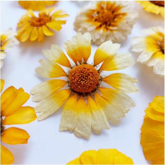 گل خشک  بابونه شیرازی(بسته 5 عددی)