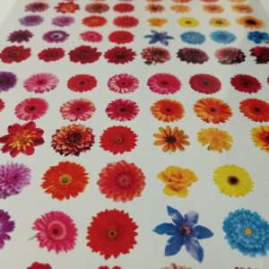 طلق رزین طرح گل رنگی