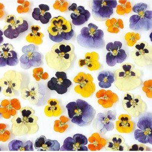 گل خشک بنفشه (۱۰ عددی)