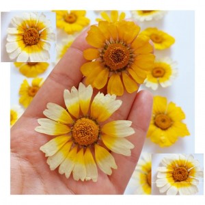 خرید گل خشک  بابونه شیرازی(بسته 5 عددی)