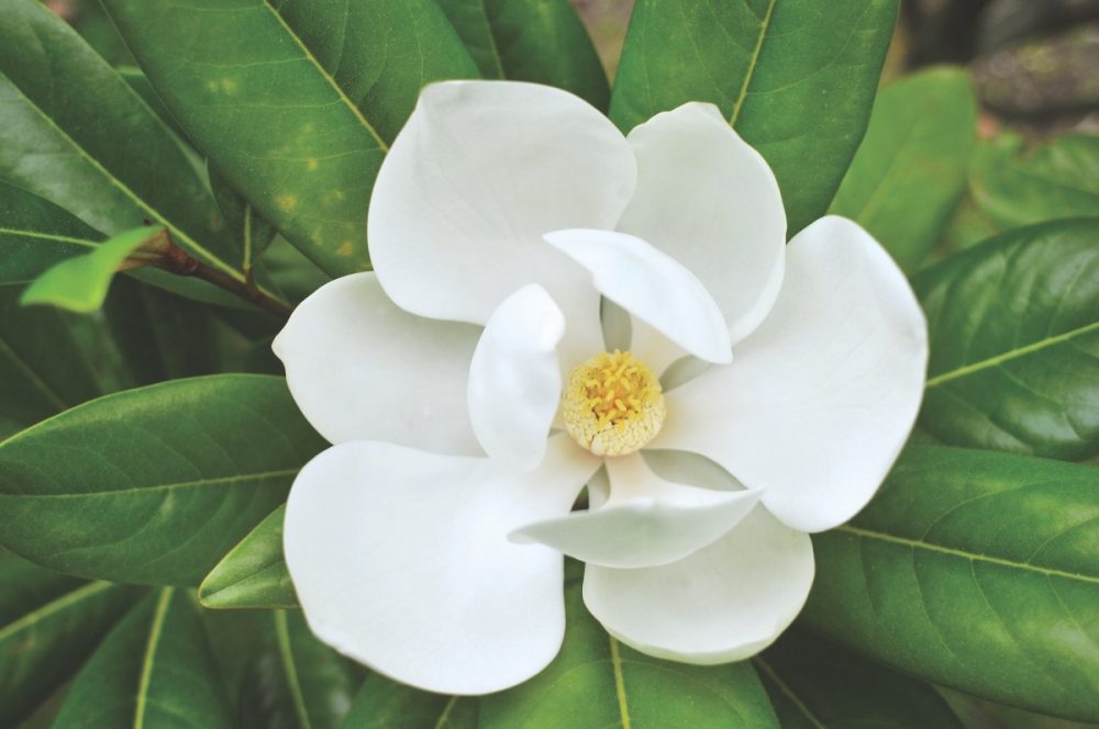 درباره گل مگنولیا Magnolia بیشتر بدانیم