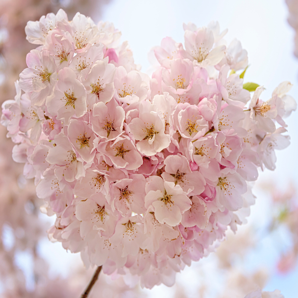چگونه برای کسی که دوستش دارید عطر بخرید…