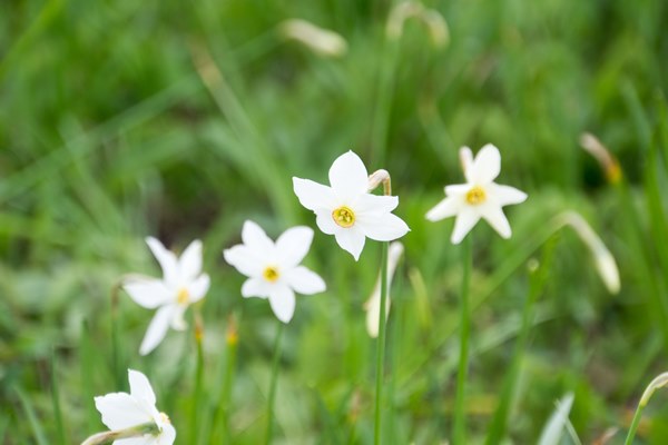 گل نرگس,شکوفه ای بهاری با روح پاییزی